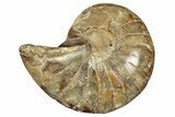 Cut & Polished Jurassic Nautilus Fossil (Half) - Madagascar #289963-1